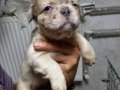 RENKLİ FLUFFY DNA FRENCH BULDOG YAVRULARI