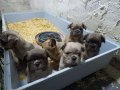 RENKLİ FLUFFY DNA FRENCH BULDOG YAVRULARI