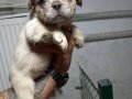 RENKLİ FLUFFY DNA FRENCH BULDOG YAVRULARI