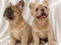 Fluffy (uzun tüy yapılı) exotic frenchbulldog yavruları