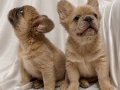 Fluffy (uzun tüy yapılı) exotic frenchbulldog yavruları