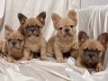 Fluffy (uzun tüy yapılı) exotic frenchbulldog yavruları
