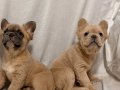 Fluffy (uzun tüy yapılı) exotic frenchbulldog yavruları