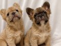 Fluffy (uzun tüy yapılı) exotic frenchbulldog yavruları