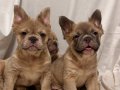 A KALİTE FLUFFY  FRANSIZ BULLDOG YAVRULARI FLUFFY