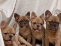A KALİTE FLUFFY  FRANSIZ BULLDOG YAVRULARI FLUFFY