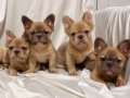 A KALİTE FLUFFY  FRANSIZ BULLDOG YAVRULARI FLUFFY