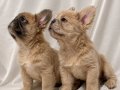 A KALİTE FLUFFY FRENCH YAVRULARI BULLDOG İZMİR 