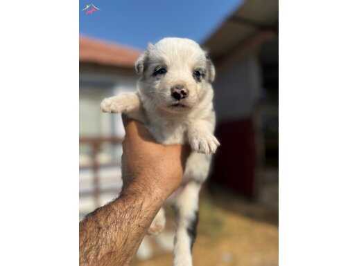 ÜRETİCİDEN UYGUN FİYATLI BLUE MERLE SİYAH BEYAZ YAVRULAR 