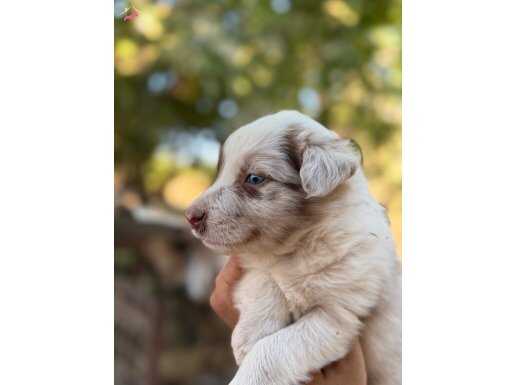 Üreticiden safkan Red Merle Blue Merle yavrular 