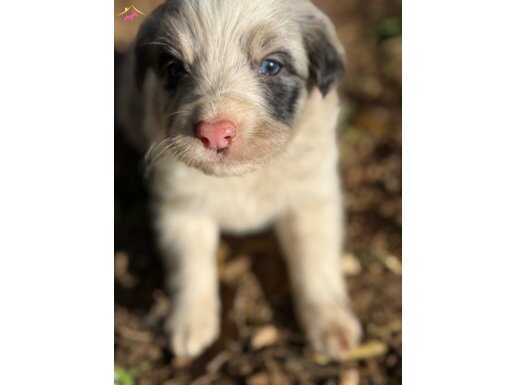 ÜRETİCİDEN UYGUN FİYATLI IRK VE SAĞLIK GARANTİLİ YAVRULAR