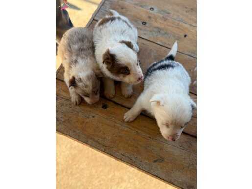 RED MERLE BLUE MERLE IRK VE SAĞLIK GARANTİLİ BORDER COLLİE