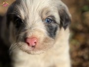 ÜRETİCİDEN UYGUN FİYATLI IRK VE SAĞLIK GARANTİLİ YAVRULAR