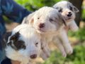ÜRETİCİDEN UYGUN FİYATLI SAĞLIKLI BORDER COLLIE BEBEKLER 