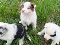 ÜRETİCİDEN UYGUN FİYATLI BORDER COLLIE BEBEKLER 