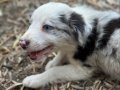 ÜRETİCİDEN SAFKAN BORDER COLLIE YAVRULARI 