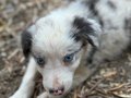 ÜRETİCİDEN SAFKAN BORDER COLLIE YAVRULARI 