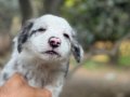 ÜRETİCİDEN SAFKAN BORDER COLLIE YAVRULARI 