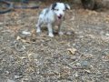 ÜRETİCİDEN SAFKAN BORDER COLLIE YAVRULARI 