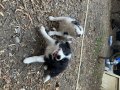 ÜRETİCİDEN SAFKAN BORDER COLLIE YAVRULARI 