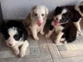 DÜNYALAR GÜZELİ BORDER COLLIE BEBEKLERİ 