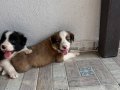 DÜNYALAR GÜZELİ BORDER COLLIE BEBEKLERİ 