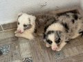 DÜNYALAR GÜZELİ BORDER COLLIE BEBEKLERİ 