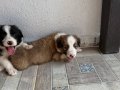 DÜNYALAR GÜZELİ BORDER COLLIE BEBEKLERİ 