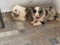 DÜNYALAR GÜZELİ BORDER COLLIE BEBEKLERİ 