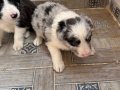 DÜNYALAR GÜZELİ BORDER COLLIE BEBEKLERİ 
