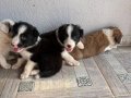 DÜNYALAR GÜZELİ BORDER COLLIE BEBEKLERİ 