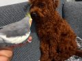 SAFKAN NADİR RENK TOY POODLE