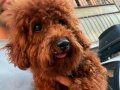 SAFKAN NADİR RENK TOY POODLE