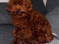 SAFKAN NADİR RENK TOY POODLE
