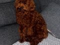 SAFKAN NADİR RENK TOY POODLE