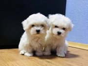 Maltese Terrier – küçük bedende büyük sevgi! 