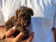 Kore çikolata poodle yavrular 