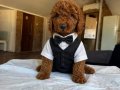Toy Poodle yavrularımız 