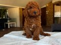 Toy Poodle yavrularımız 