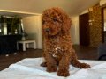 Toy Poodle yavrularımız 