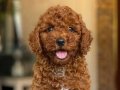 Toy Poodle yavrularımız 