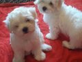 Maltese Terrier – küçük bedende büyük sevgi! 