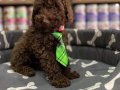 Kore çikolata poodle yavrular 
