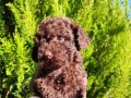 Kore çikolata poodle yavrular 