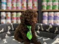 Kore çikolata poodle yavrular 