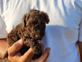 Kore çikolata poodle yavrular 