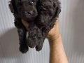 Kore çikolata poodle yavrular 