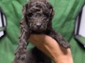 Kore çikolata poodle yavrular 