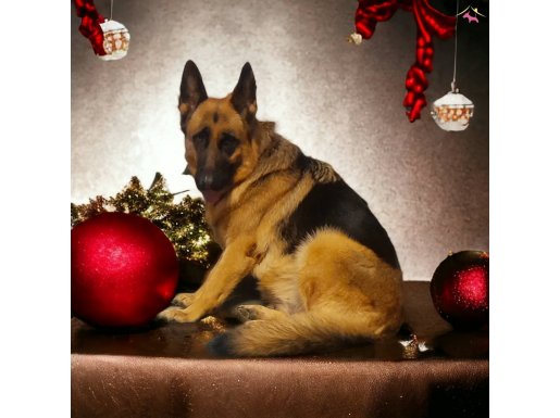 Yetişkin eğitimli secereli Alman kurdu damızlıklarımız