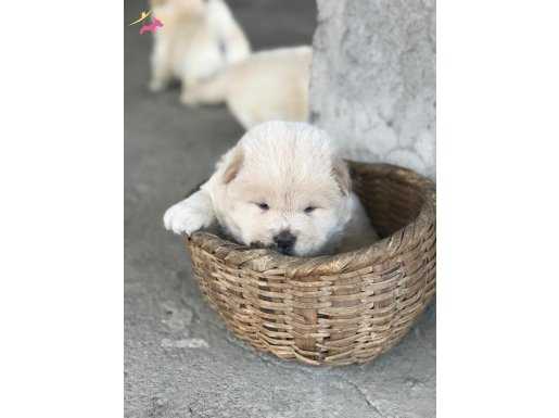 KÜT BURUN CHOW CHOW YAVRULARI
